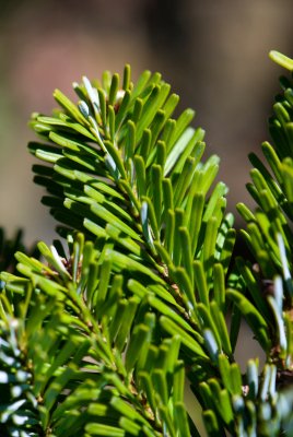 Abies veitchii 'Heddegott' - jedle veitchova - čarověník - jehlice